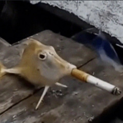 mig når [OPIUM + SUPERTRAP + DARKSPIN + HARKCORE + TLCCORE + LOVEMUSIC + MUSICCORE]