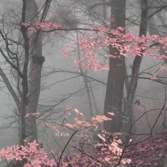 neauec - звезды падают утром