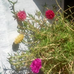 يا هالة من ضو القمر/ميرغني النجار