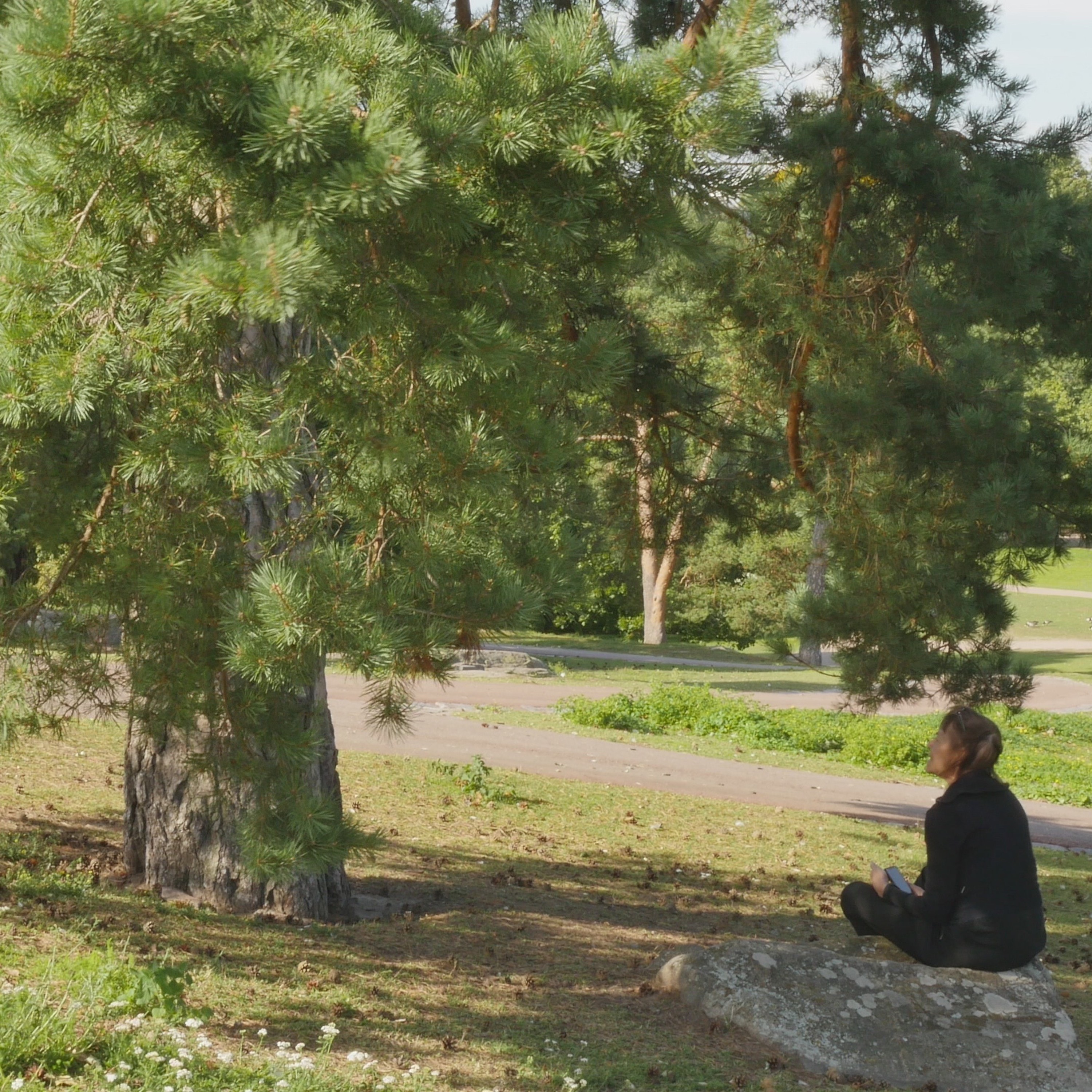 Pondering With A Pine In The Park - 14 episode artwork