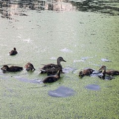 Mesr feat Барбитурный-Праздник