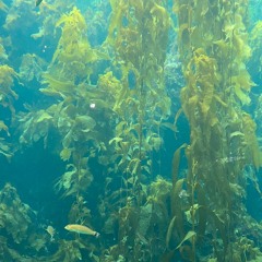 Shrimp Bay
