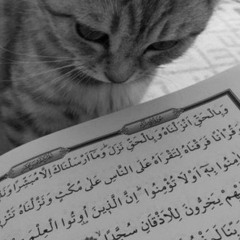 My Arabic Language - Muhammad Al Muqit (𝙨𝙡𝙤𝙬𝙚𝙙)