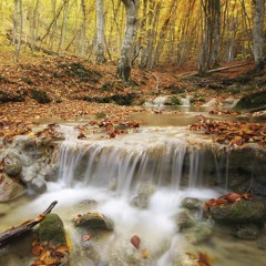 3H Sounds Of The Amazon - Relax Music - Nature