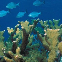 Tuning In To Nature: Coral Soundscape