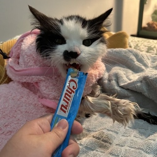 Cat walking to the 170bpm