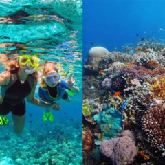 Best Top Snorkeling Spots In Philippines Prices Reviews