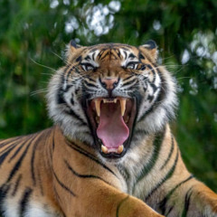 The Eye of the Tiger