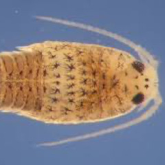 Attack of the sea lice