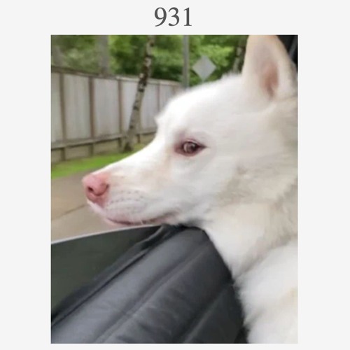 STBB #931 Hosted by Heshy - Tribute Week