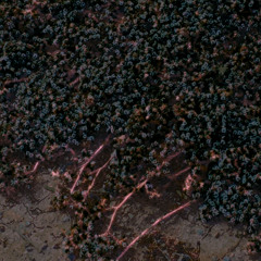 A Shade of a Forest Fire