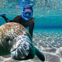 Best Manatee Snorkel Tours Crystal River Prices Reviews