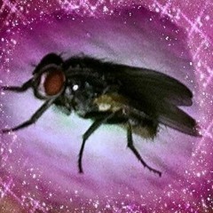 komoapaga