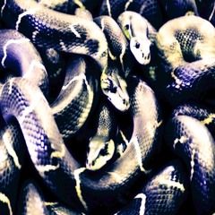 at first glance prod. caelus