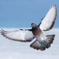 Rat w/ Wings (Craigneedsahug)
