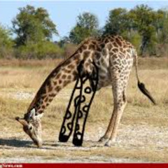 The Three Legged Giraffe