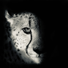 لاتحرك جرحي الماضي الأليم / محمد حمد بن فطيس المري