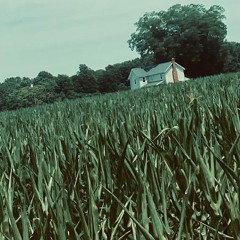 all flowers in time bend towards the sun