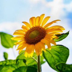 Summer Lingers On