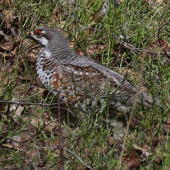 Episode 9 - Pete and the Hazel Grouse - Finland