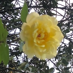 I am this  song  ( Oneness Harmonies )A'san / KLR1980(D.r.o)