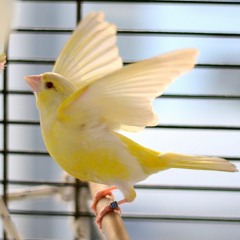 Canary Bird  - اقوى تغريد كناري للتسميع و تهييج الانات للتزاوج صوت رقم 3