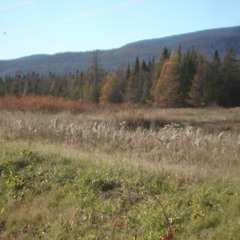 fck remastered + wzrd (prod me)