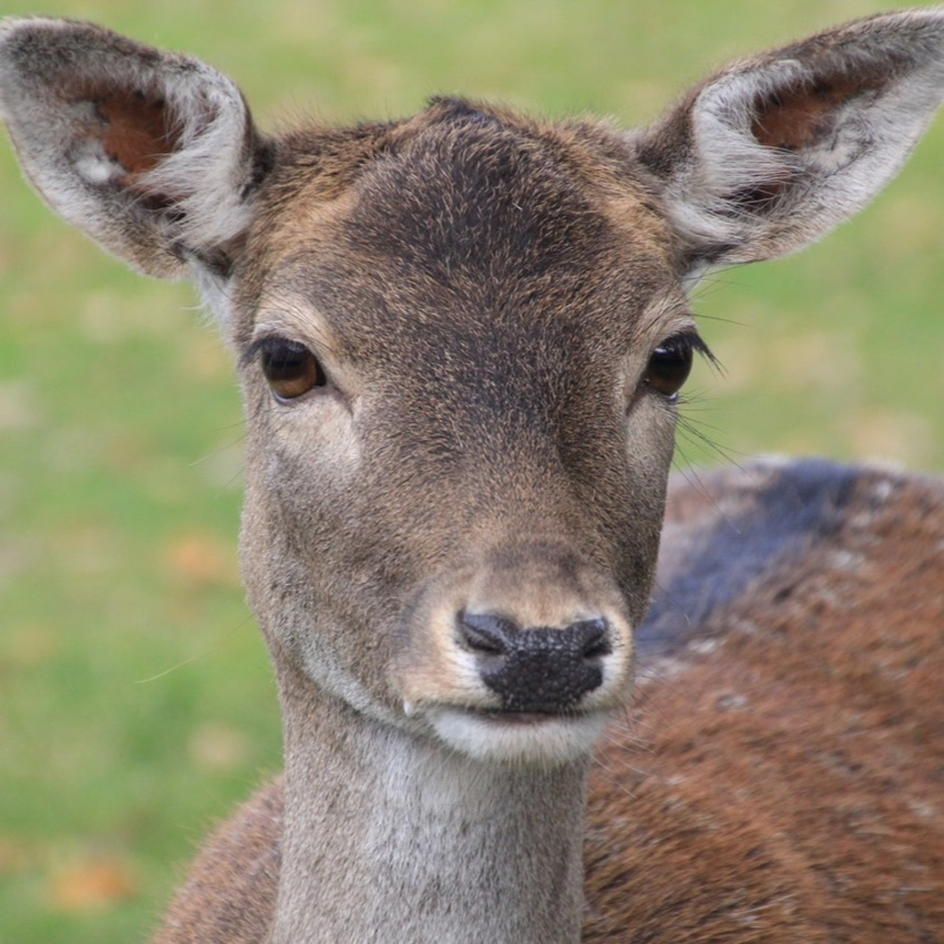 Konverents, vibujaht ja Kringel