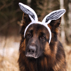 frankenstein's monster