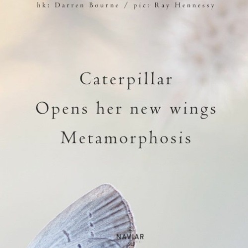 Wings Metamorphosis [NaviarHaiku503]
