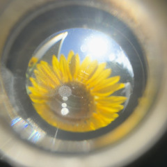 Peace of Mind (Slim Skeeta's Sunflower Summer Edit)