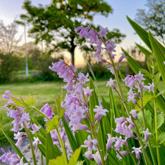 All Shall Be Well (2024) - Eleanor Dunnet - live at the Duomo di Milano