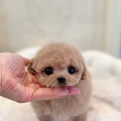 Exclusive Micro Teacup Poodle Puppies for Sale in Florida | Japan Elite Line Teacup Poodles