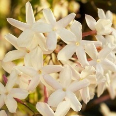 ياسمينة تبحثُ عن الدفء