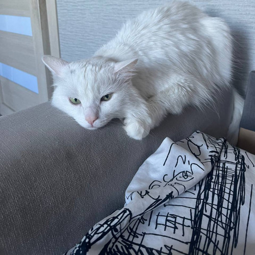 ШИПЫ/ONDA ANDAR + фортуна⋆812 - Бродилки Онлайн