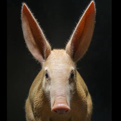 Aardvark ft missy! (Showdown1993 Remix)