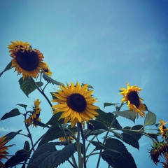 Das Kraftfuttermischwerk - Diese Sonnenblume, Alter! (feat. Josi & Darius)