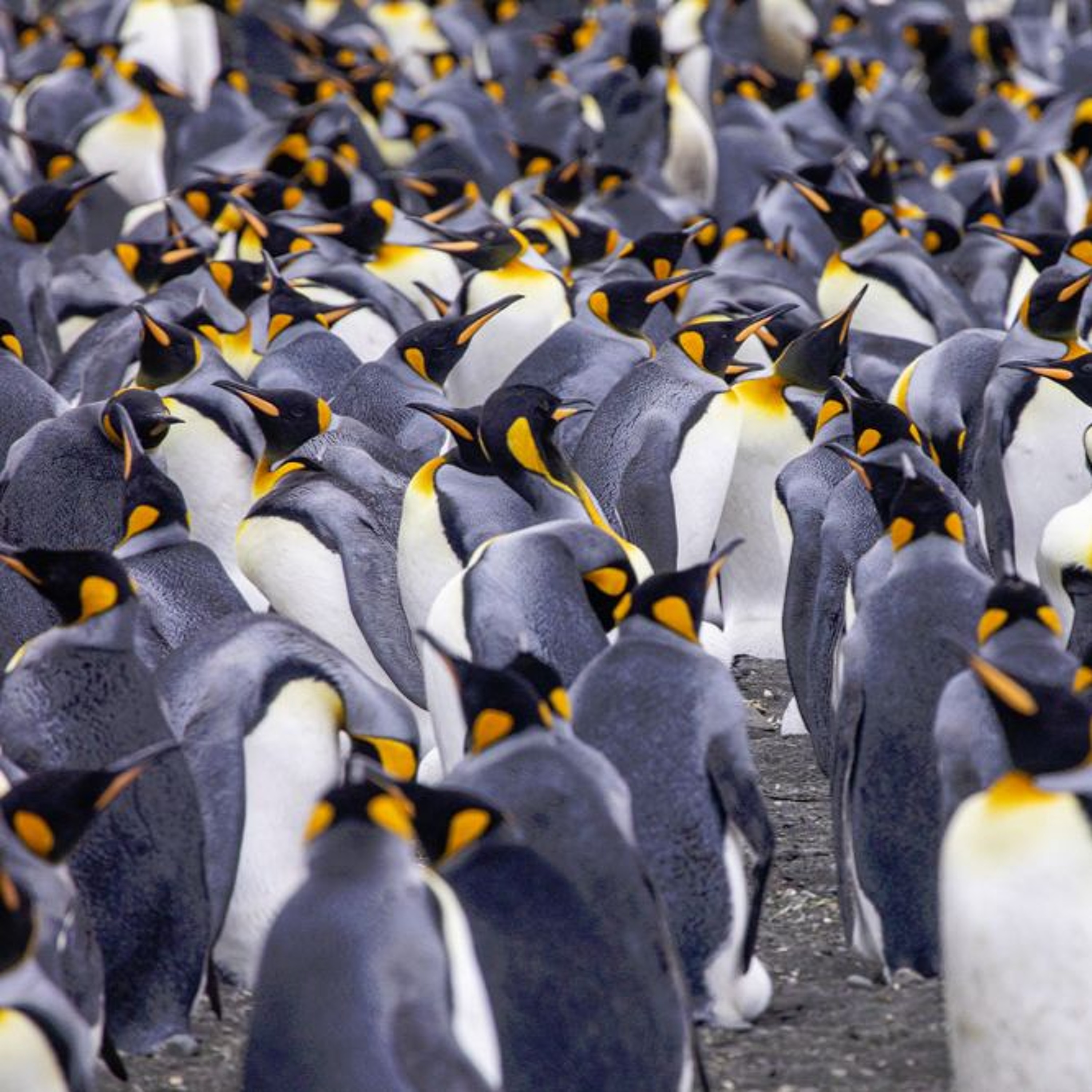 #Worth1000Words - Fiona Harper's Huddle of Antarctic King Penguins episode artwork