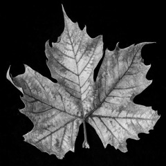 Zoulist - California dreaming (Lofi mix).mp3