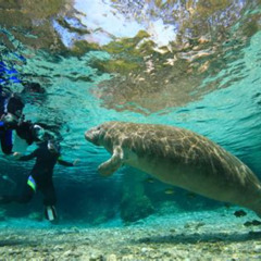 Review Special Price The 'Og' Manatee Snorkel Tour With In-Water Guidephotographer