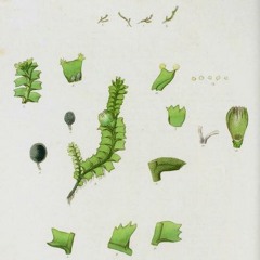 HK_Fantaisies_tracks_323