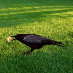 Raven and His Cheese