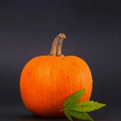 MR BOP-Like a leaf in the autumn breeze