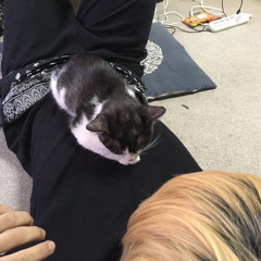 遊んでるだけ - しねないぞんび