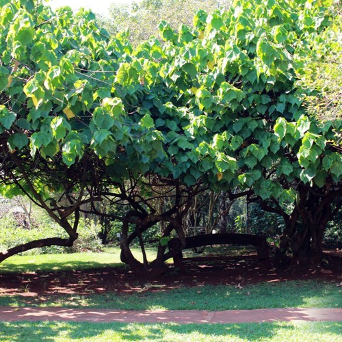 Listen to playlists featuring 20.11.2024 Cap. XVII Sede Perfeitos