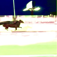 Equine (horseplay flip)