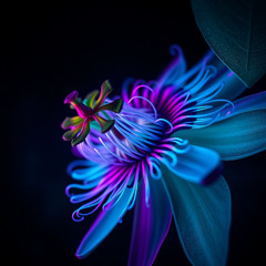 Pasiflora