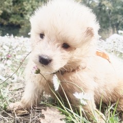 Hear the true Love Louc Marie Laure  2.wav