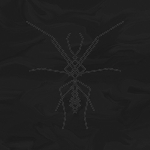Spider Lily