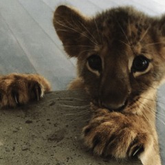 yawp